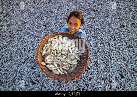 A girl is showing Puti Fishes to be dried under the sun for the long process of making Dry Fish in Brahmanbaria, Bangladesh. Thousands of small 'Puti' fishes are caught in a nearby river. Workers cut and clean the fishes, add salt and then dry them on a bamboo platform in the sun for four to five days. After the fishes are properly dried, they are packaged and sent out for sale in the markets. Dried fish is an important food in the diet in Bangladesh. It accounts for the fourth largest share of fish consumed and is the most accessible type of fish for consumers across all income levels. Dry Fi Stock Photo
