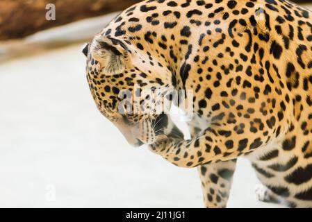 Chinese leopard or North China leopard in zoo Stock Photo