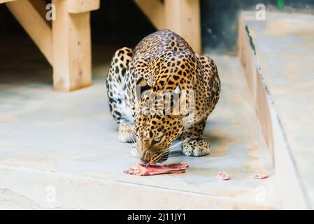 Chinese leopard or North China leopard in zoo Stock Photo