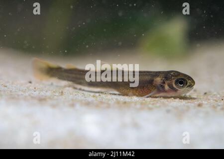 brown trout fry on bottom Stock Photo