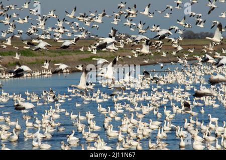 Snow geese (Chen caerulescens) at Staten Island, Cosumnes River Preserve, California Stock Photo