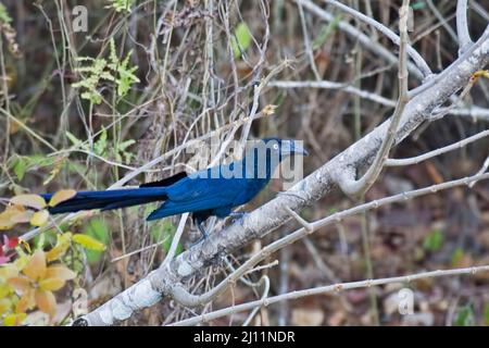 A Greater Ani, Crotophaga major, perched in tree Stock Photo