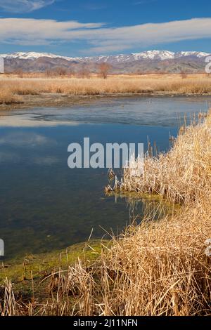 Canvasback Pond, Mason Valley Wildlife Management Area, Nevada Stock ...