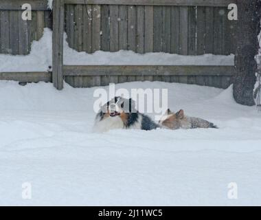 Two dogs playing in the deep snow. Shetland Sheepdogs (Shelties). The bigger, older brothers is plowing the snow for his little sister. Stock Photo