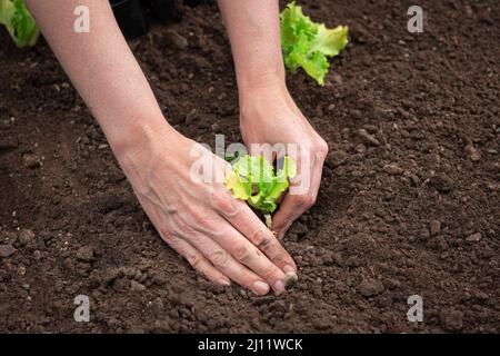 Caucasian female hands transplanting lettuce seedlings in dark fertile soil, prepared by loosening, close up shot. Stock Photo
