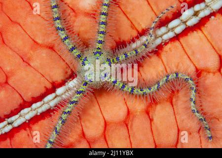 A small, spiny brittle star clings to a colorful Pin cushion sea star, Culcita novaeguineae, on a coral reef in Lembeh Strait, Indonesia. Stock Photo