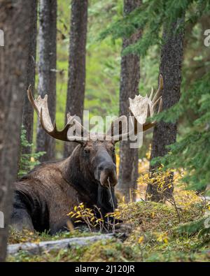 Bull moose during the fall rut in the Canadian Rockies, AB, Canada Stock Photo