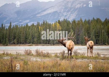 Bull elk bugling with cow elk in the Canadian Rockies Stock Photo