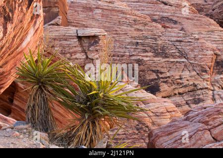 Mojave yucca (Yucca schidigera) along Calico Hills Trail, Red Rock Canyon National Conservation Area, Nevada Stock Photo