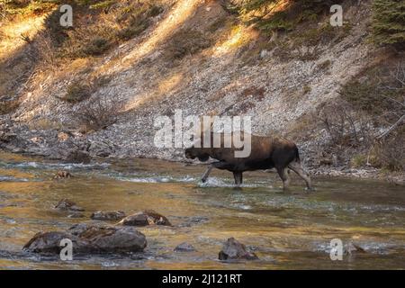 Big bull moose crossing a river in the Canadian Rockies. Stock Photo