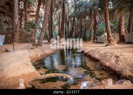 Creek among palms in Terjit Oasis, Adrar Region, Mauritania Stock Photo