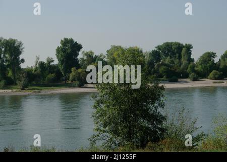 A large shrub in the foreground Course of river bed of the Rhine north of Düsseldorf through a green overgrown landscape, in sections with narrow sand Stock Photo