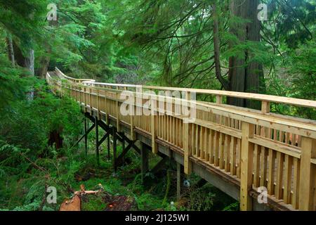 Boardwalk, Old Growth Cedar Preserve, Rockaway Beach, Oregon Stock Photo