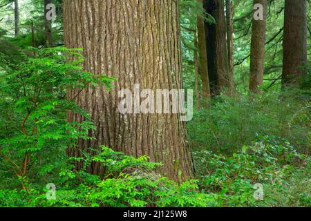 Western hemlock (Tsuga heterophylla), Old Growth Cedar Preserve, Rockaway Beach, Oregon Stock Photo