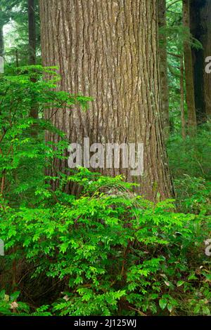 Western hemlock (Tsuga heterophylla), Old Growth Cedar Preserve, Rockaway Beach, Oregon Stock Photo