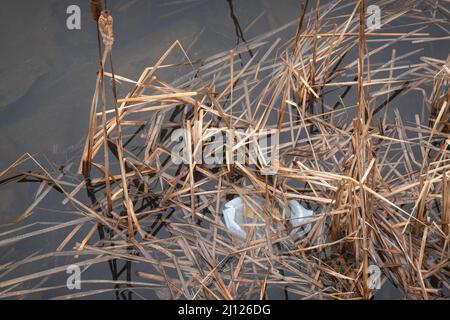 Plastic pollution - a plastic bottle floating in the cattails along the Sacandaga River near Speculator, NY USA in the Adirondack Mountains.