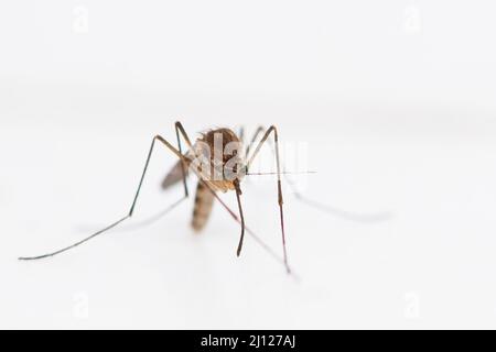 Mosquito resting on the side of a window Stock Photo
