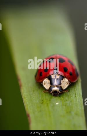 Ladybug on a blade of grass Stock Photo