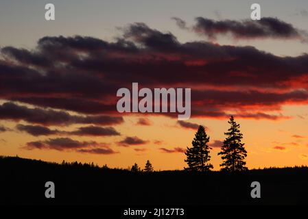 A dramatic sunset frames a pair of spruce trees Stock Photo