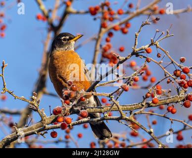 American Robin perched in tree with red berries Stock Photo