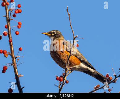 American Robin perched in tree with red berries Stock Photo