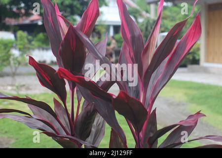 Beautiful cordyline fruticosa, commonly known as andong, ti plant, palm lily, or cabbage palm Stock Photo