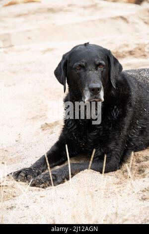 Senior black Labrador retriever dog laying in the sand. Stock Photo