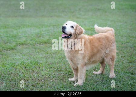 Golden Retriever dog in the park. Standing with tongue out. Copy space. Stock Photo