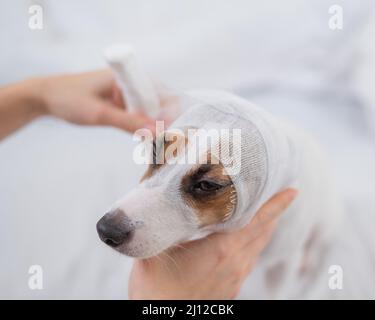 Dog head outlet bandage