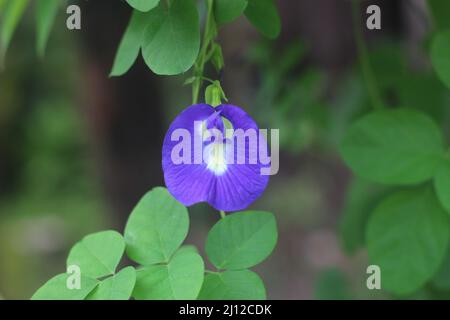 Clitoria ternatea, commonly known as Asian pigeonwings, bluebellvine, blue pea, butterfly pea, cordofan pea, Darwin pea, blue ternate. Stock Photo