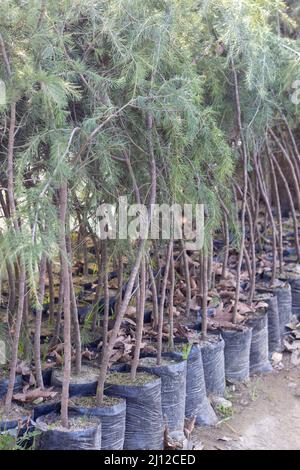 Cedar tree saplings in a plant nursery Stock Photo