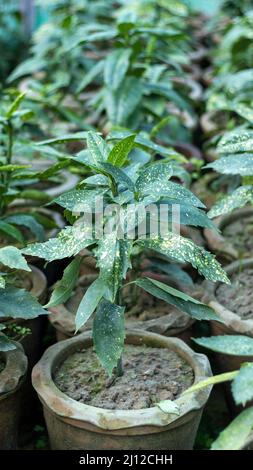 Gold dust croton plants in garden center Stock Photo