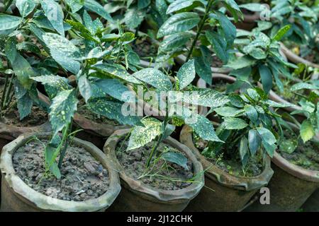 Green croton plants growing in pots Stock Photo