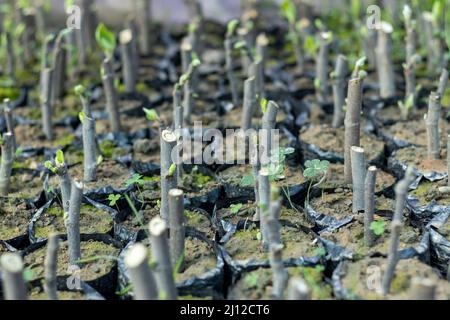 Fig plants sprouting new leaves growing in a greenhouse Stock Photo