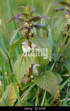 Vertical closeup on a single white dead nettle, Lamium album with flowers in the field Stock Photo