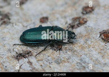 Closeup on the rare and endangered Blue stag beetle , Platycerus caraboides sitting on a piece of wood in the field Stock Photo