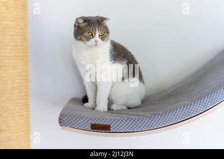 A cat sits on a curved shelf with blue soft cushions, a wall decoration shelf for a cat, a gray and white striped Scottish fold cat sits high, looking Stock Photo