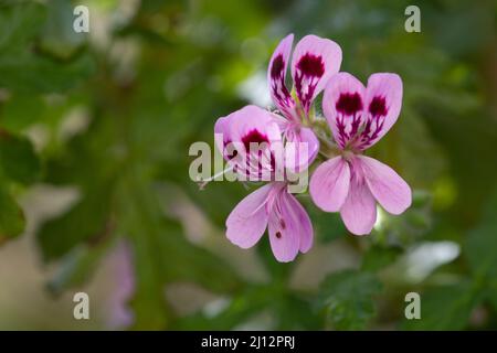 Oakleaf Geranium aka Pelargonium quercifolium Stock Photo