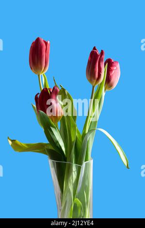Bouquet of red tulips in a vase on a blue isolated background Stock Photo