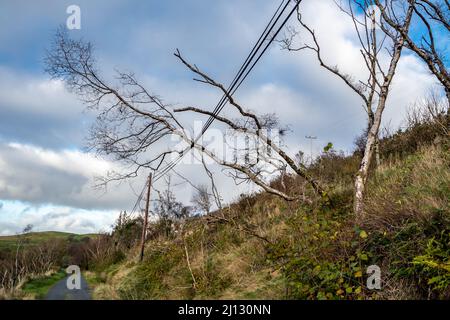 Tree fallen on power and communication line after the storm. Stock Photo