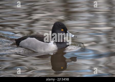 Drake Ring-necked duck swimming on a pond. Drake Ring-necked duck swimming on a pond. Stock Photo