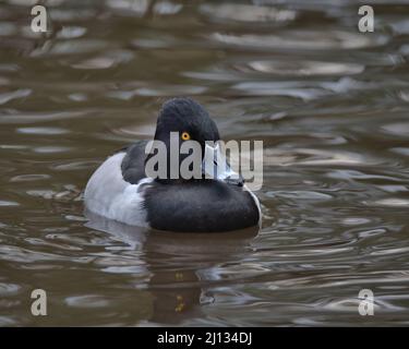 Drake Ring-necked duck swimming on a pond. Drake Ring-necked duck swimming on a pond. Stock Photo