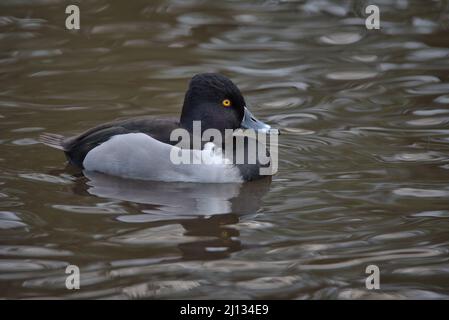 Drake Ring-necked duck swimming on a pond. Drake Ring-necked duck swimming on a pond. Stock Photo