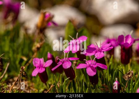 Silene acaulis flower in mountains, close up Stock Photo