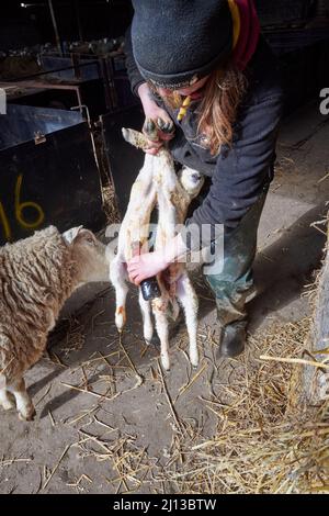 Shepherdess with a pair of newborn lambs dipping their umbilical cords with iodine to prevent infections. Stock Photo