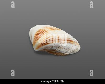 Sea shell. Close-up. Isolated on dark gray background. Stock Photo