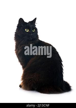 black british longhair in front of white background Stock Photo