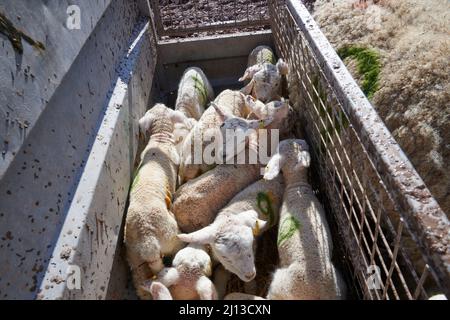 Day-old lambs are being moved in a crate their mothers are on the other side of the crate. Stock Photo