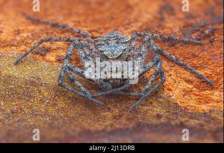 Spider Philodromus margaritatus, The Lichen Running Spider Stock Photo
