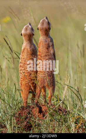 Meerkat, Addo Elephant National Park Stock Photo